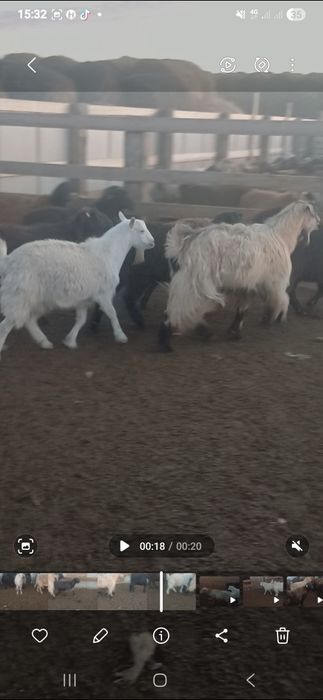 Серкелер сатылады