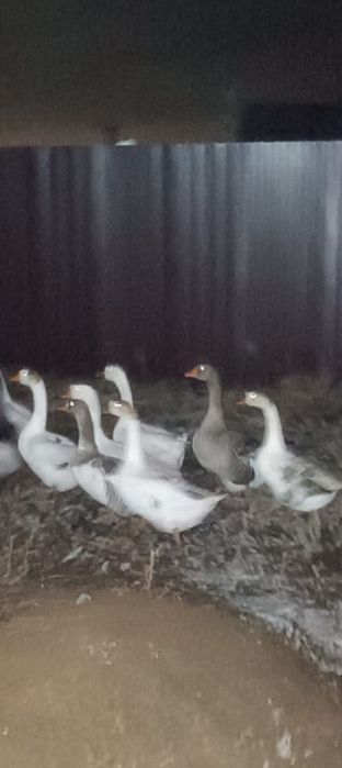 Продам гусей живьём