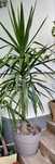 Yucca, planta de exterior / interior superba