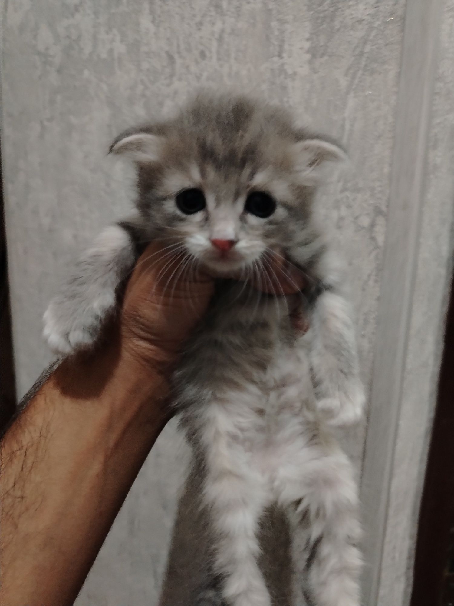 Висло ухи котята 1 месяц