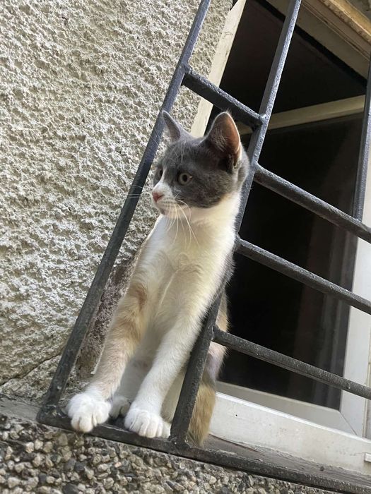 Женско коте на четири месеца
