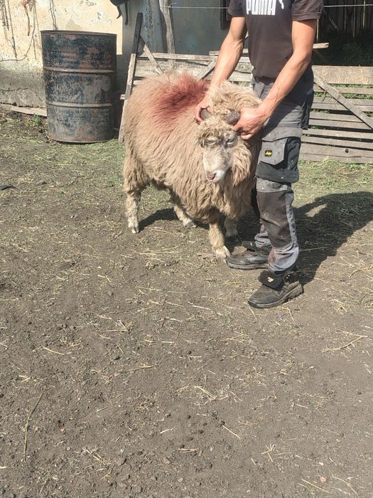 de vânzare  de 5 ani