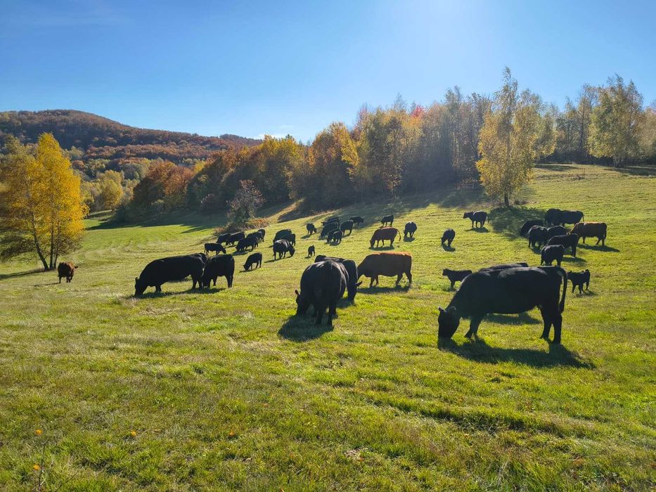 Vand Taurine de carne ANGUS