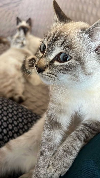 Продаётся сиамская кошка,  
Красивая, голубоглазая и ласковая кошечка
