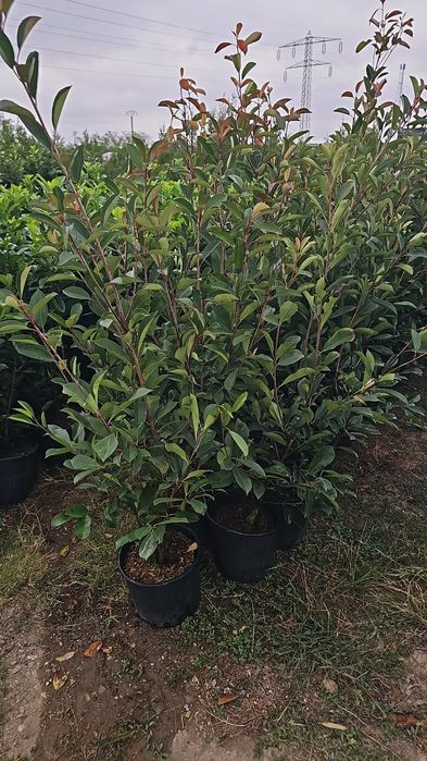 Prunus laucerasus- Photinia red- Leylandi- Euonymus