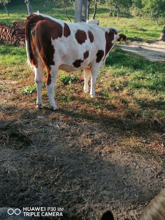 Juninci baltate gestante in 2 luni cu taur angus
