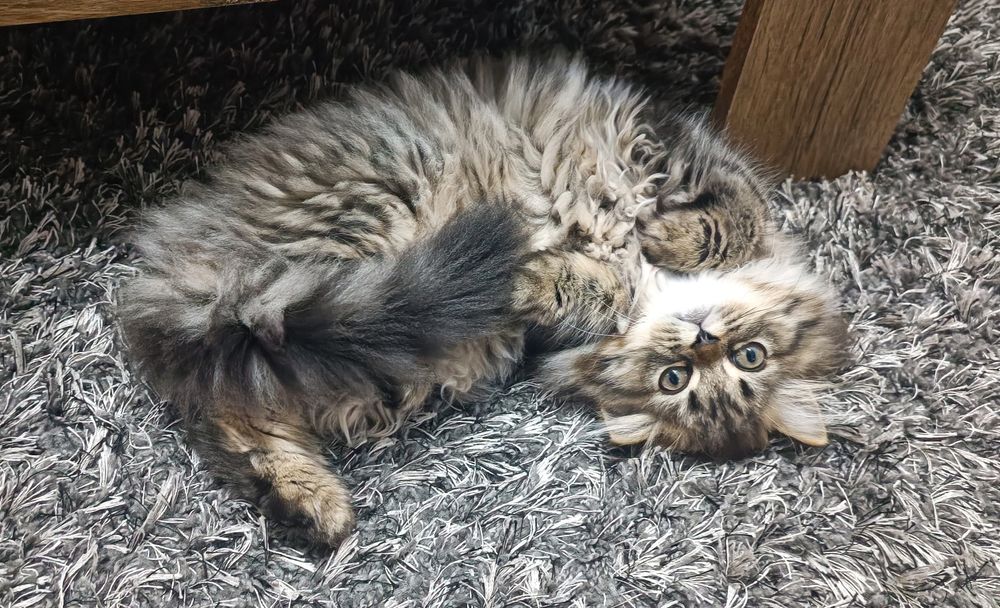 Pisica British longhair taby