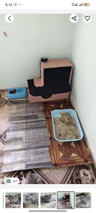 Mushuk skotsh tozasi