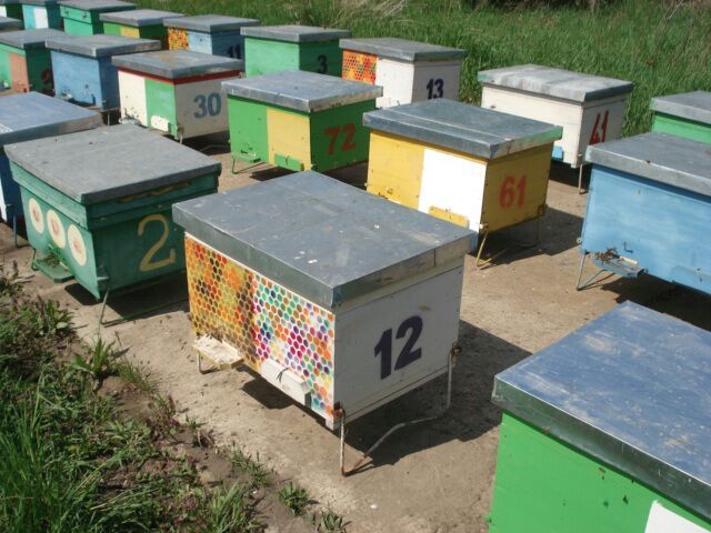 vind miere din surse bio calitate superioara