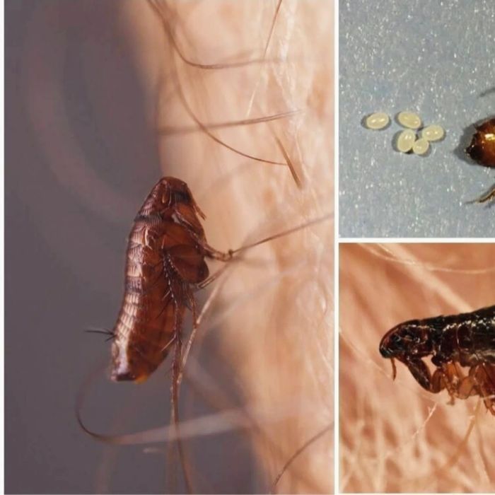 Дезинфексия хизмати 24/7