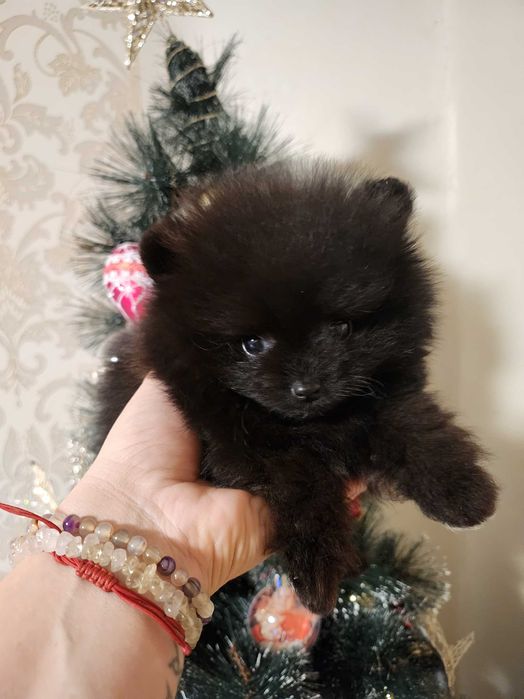 Черен померан момче