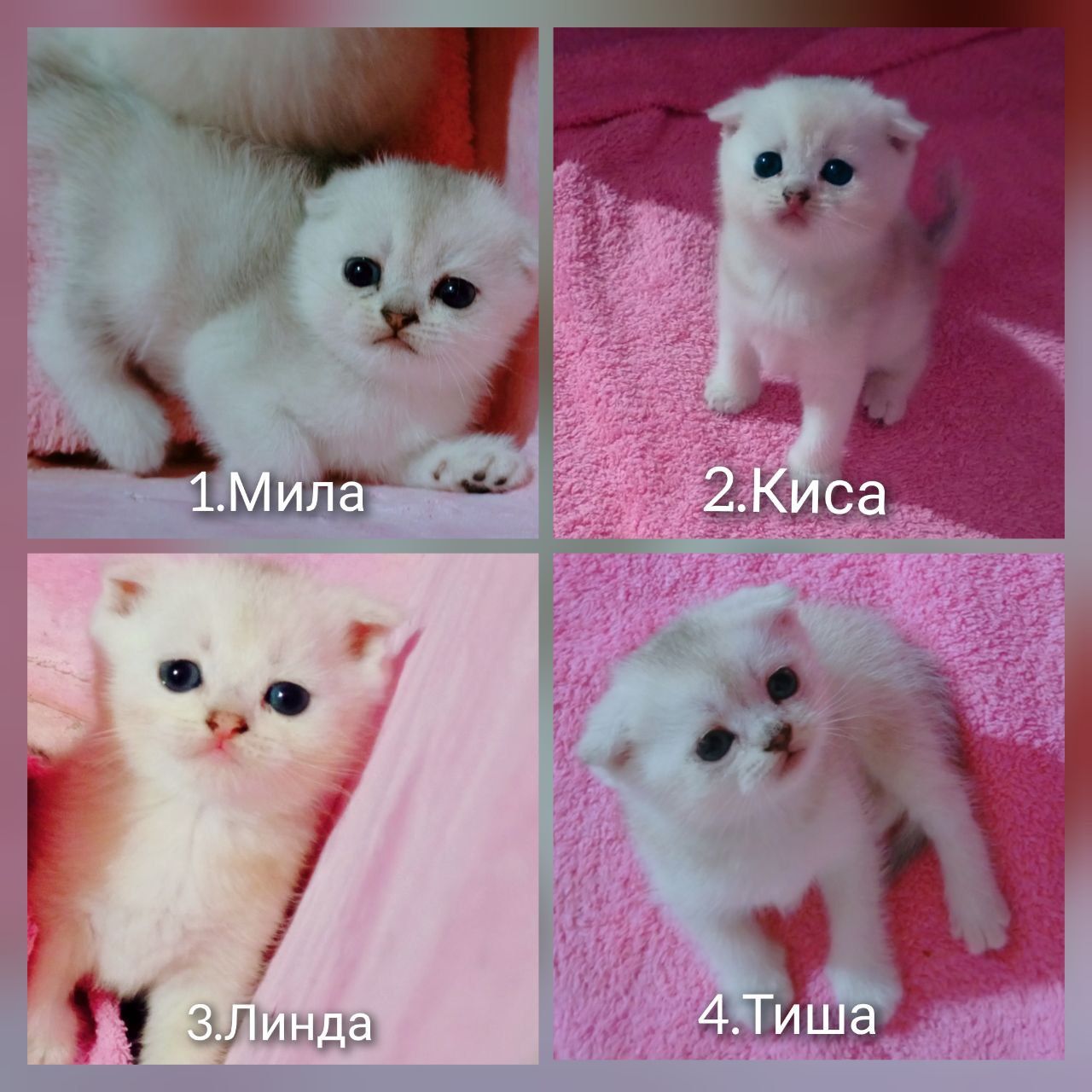 Mushuk sotiladi 1 oylik tozza qon