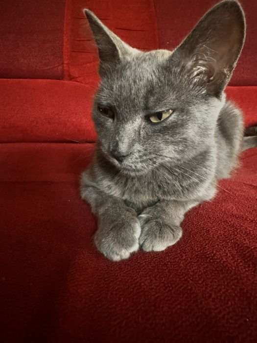 Кошечка ищет нового хозяина