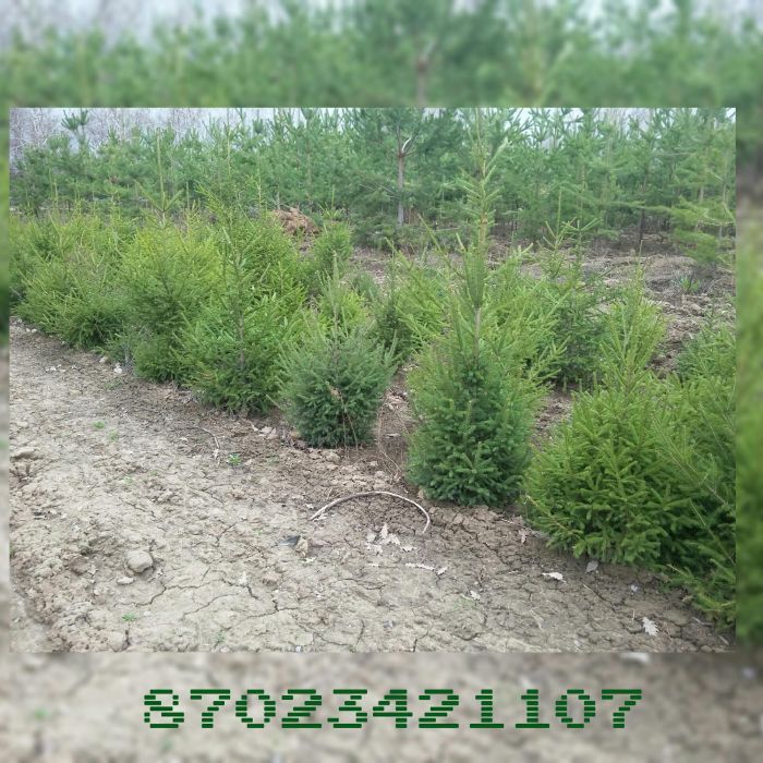 Саженцы Ель сибирская,Сосна горная,Рябина, Тополь,Ива,Розы,Туя,Липа