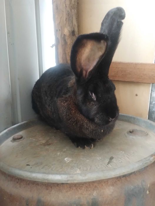 Femelă Uriaș German