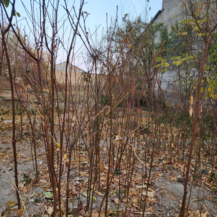 Шафтоли нихоли.кизил ва сарик рангдаги туксиз кучат 2 йиллик