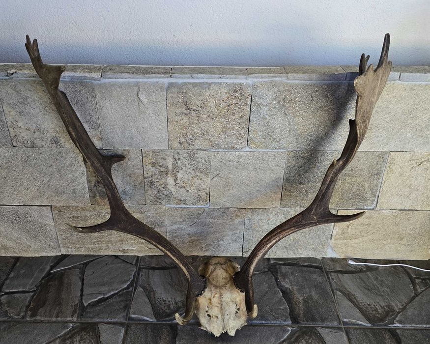 Трофейни рога с череп от Елен