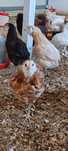 Pui araucana caută casa noua