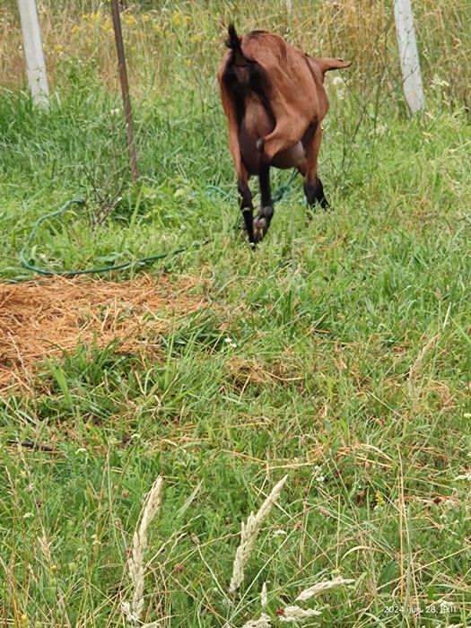 Capră alpină francez