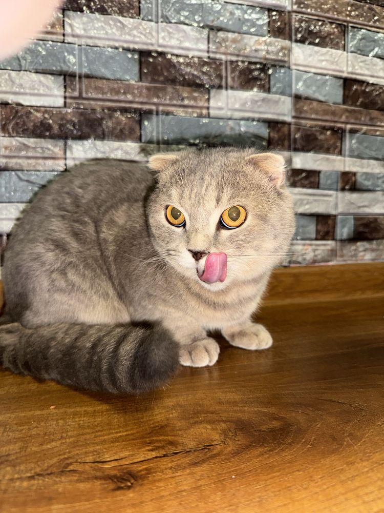 Кошка пародистый ,умный.