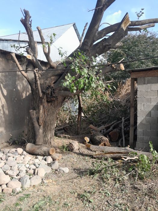 Агаш кесемыз пилим деревья