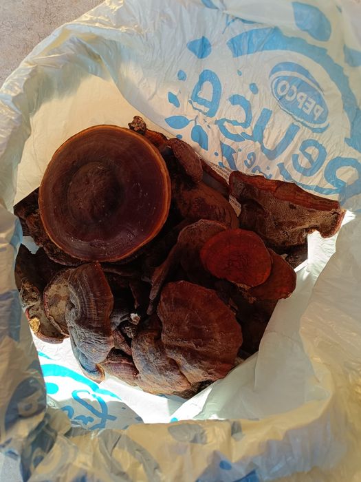 Vând ciuperci medicinale Ganoderma lucidum