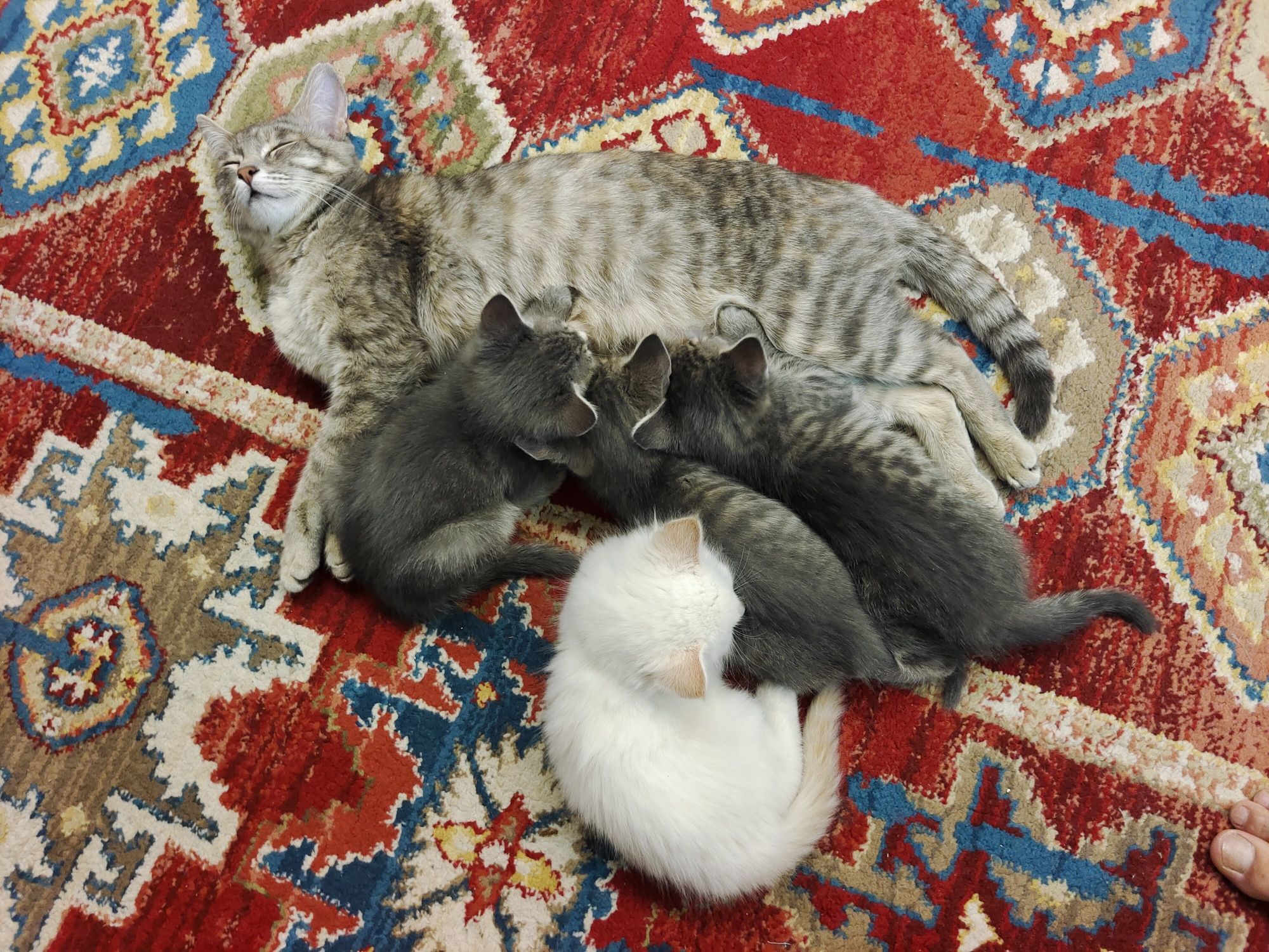 Отдам котят в любые руки.