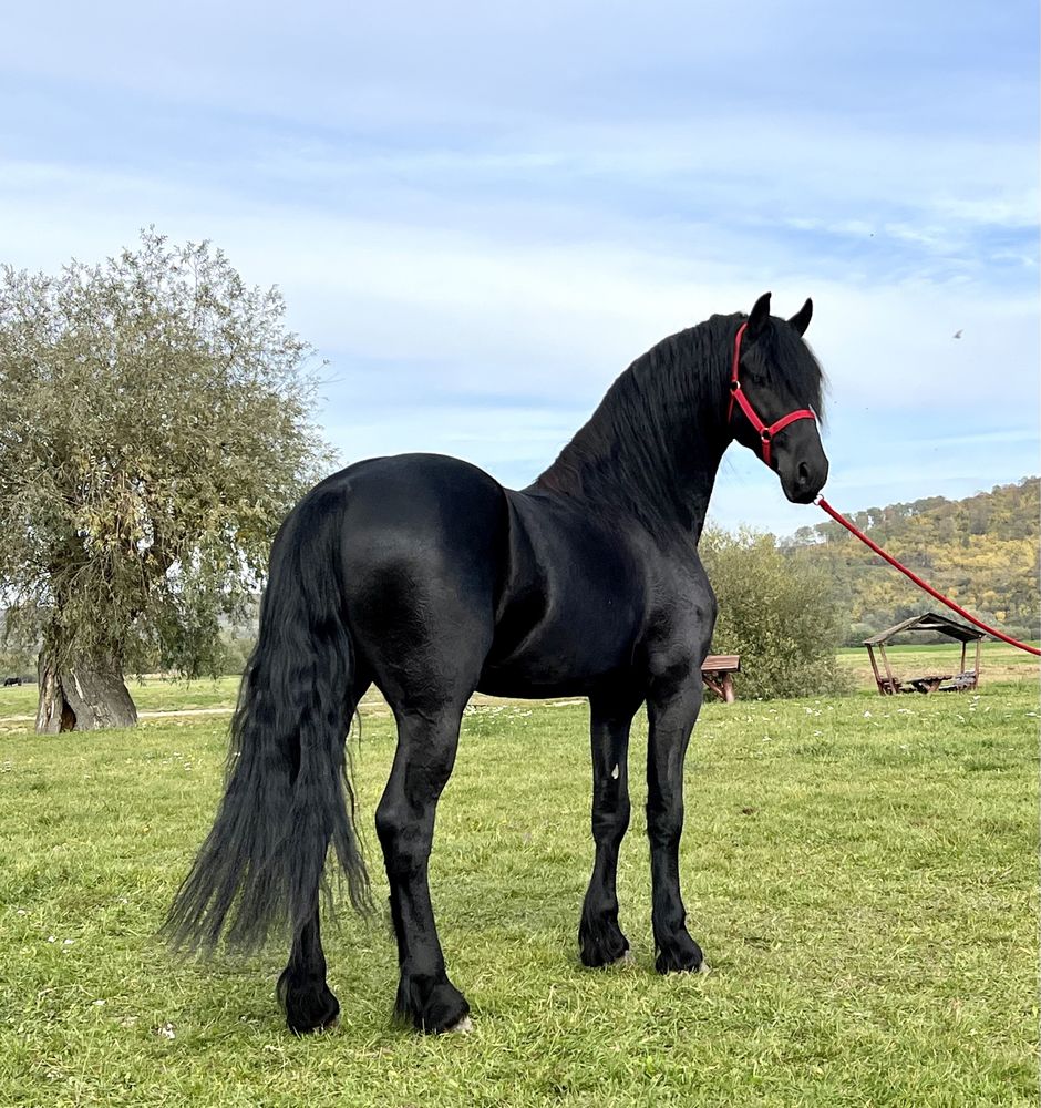 Friesian Frizian Top Armasar