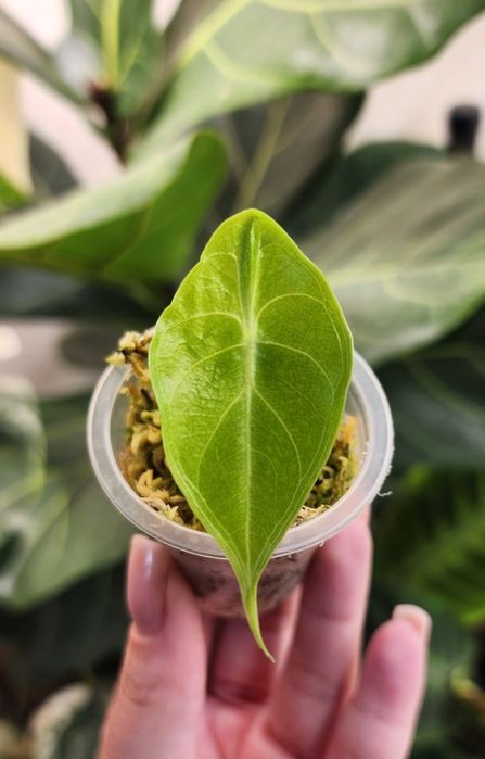 Детка Алоказии Лонгилоба Сильвер