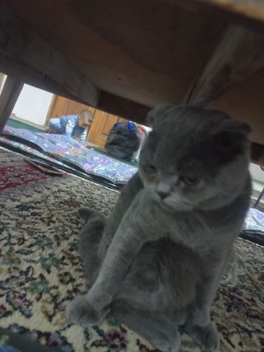 Skotiw fold ogil bolasi 1yow