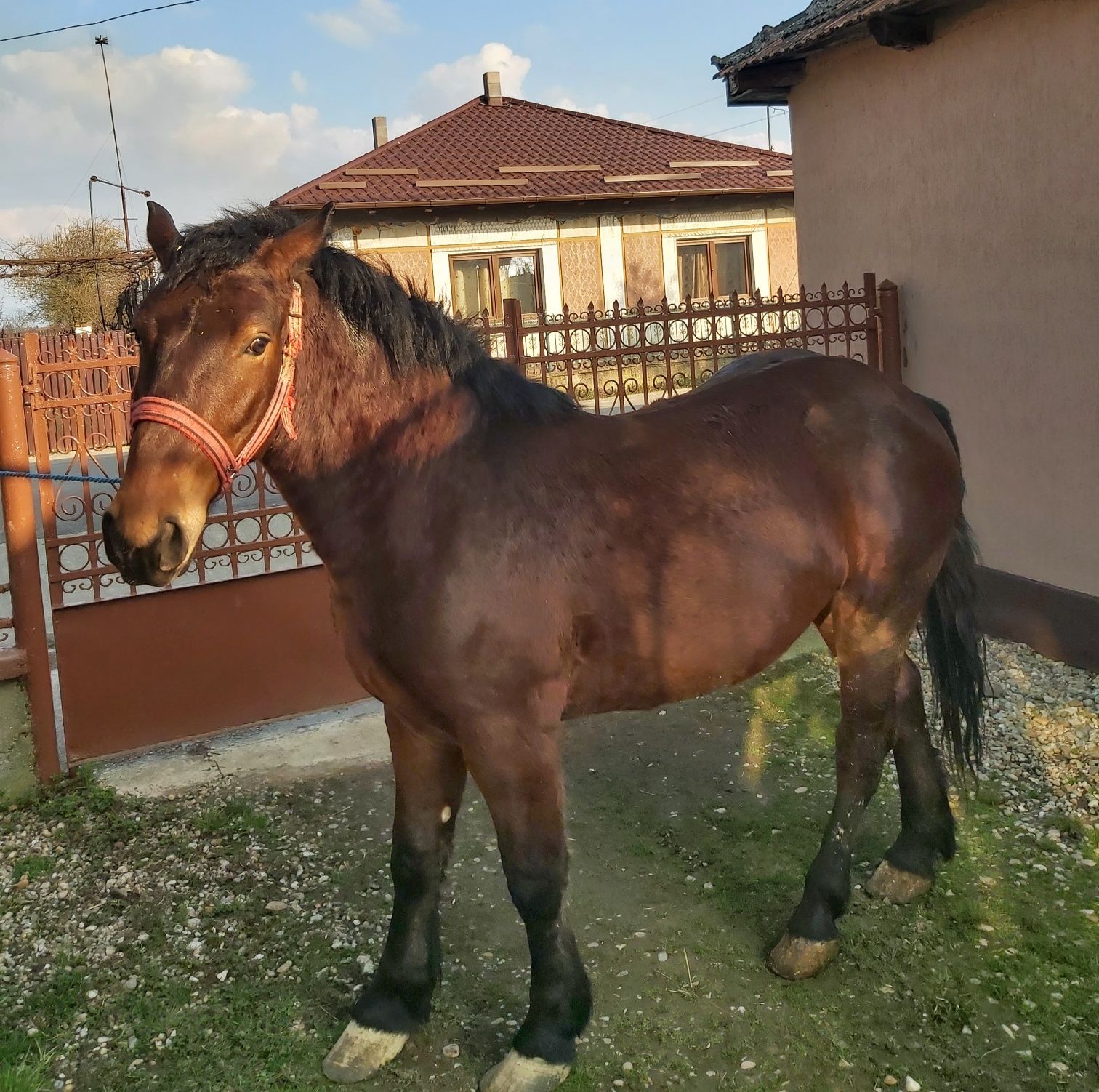 Vând mânz de 1 an şi 10 luni