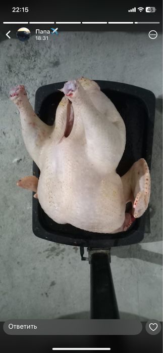 Күркетауық еті мясо индейки