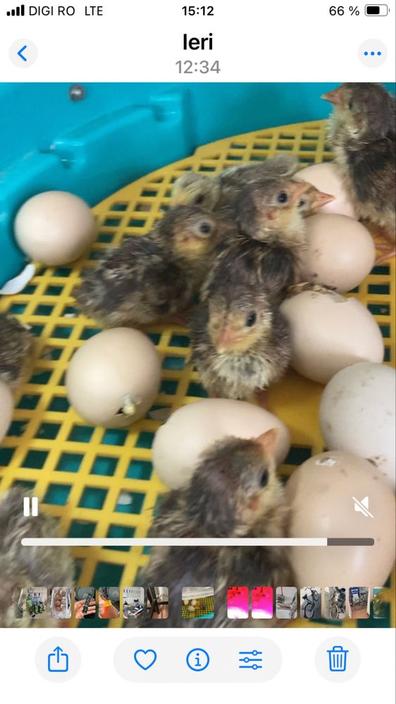 pui fazan auriu pe rosu si galben