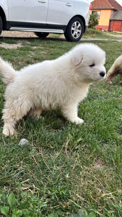 Samoyed fetita pufoasa