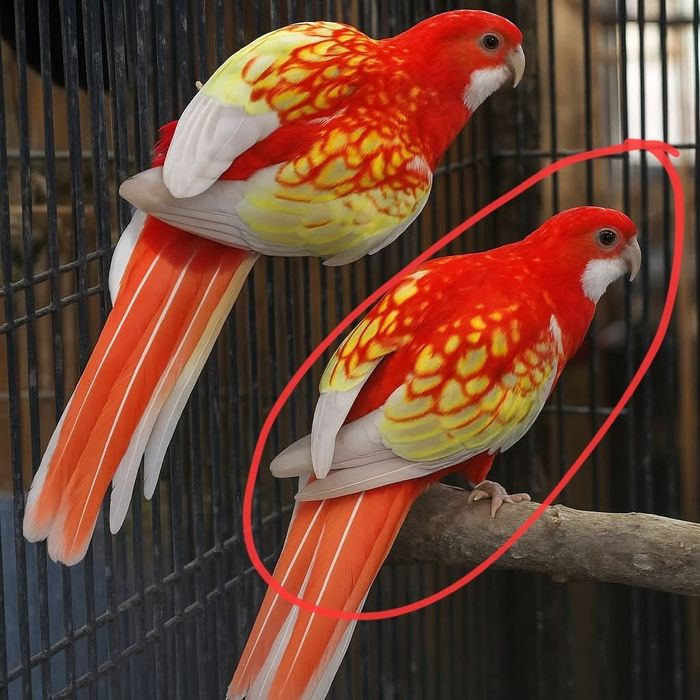 Papagali rosella, cântători și capre