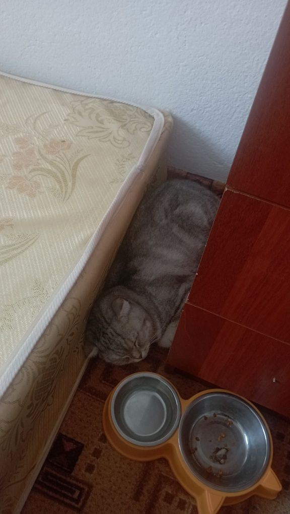 Продаются котик 1 годик