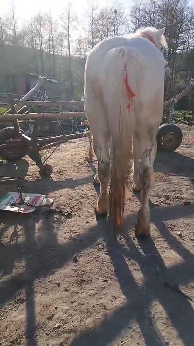 Vând.cal castrat forte cuminte ac cert or ce proba 9 .pe10 ani