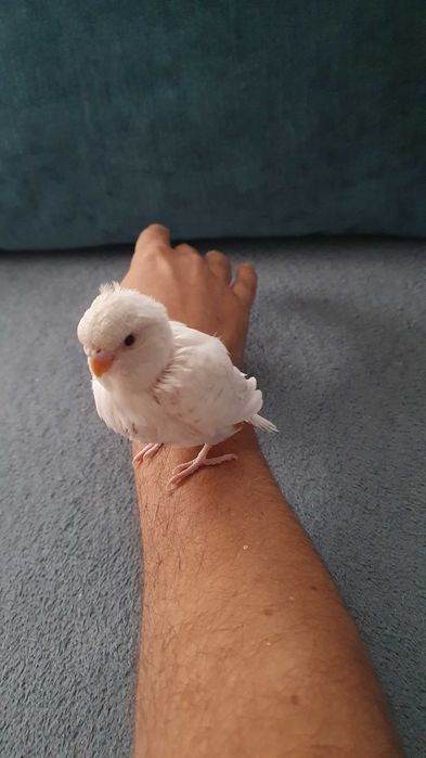 Pereche perusi (specia: pied recesiv/spangle) gata sa faca oua