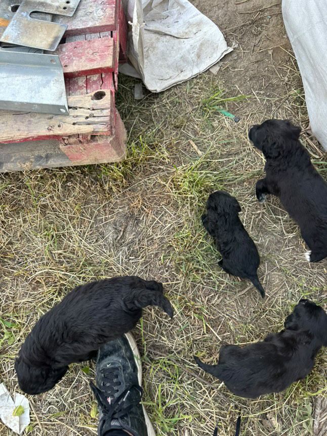 Продавам сладки кученца, Кокер Шпаньол