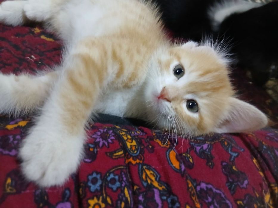 Zotli mushuk bolalari bepul