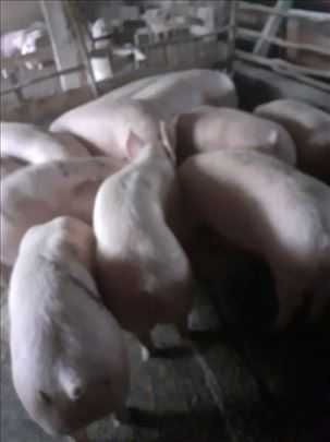 Продавам прасета и малки прасенца