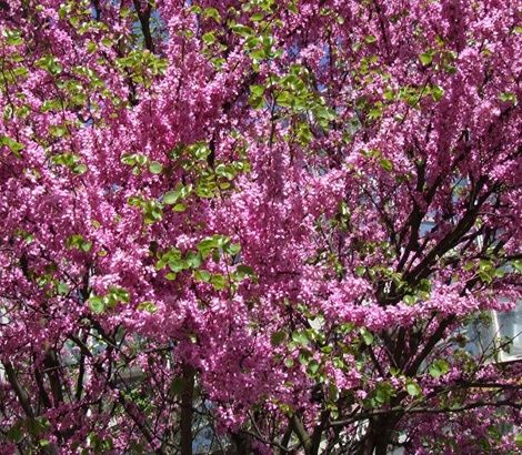Cercis Canadensis (Arborele Lui Iuda )