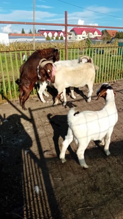Tapi capre Iezi și iedute din rasa Boer Boier