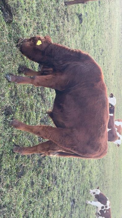 Tăurași de vânzare