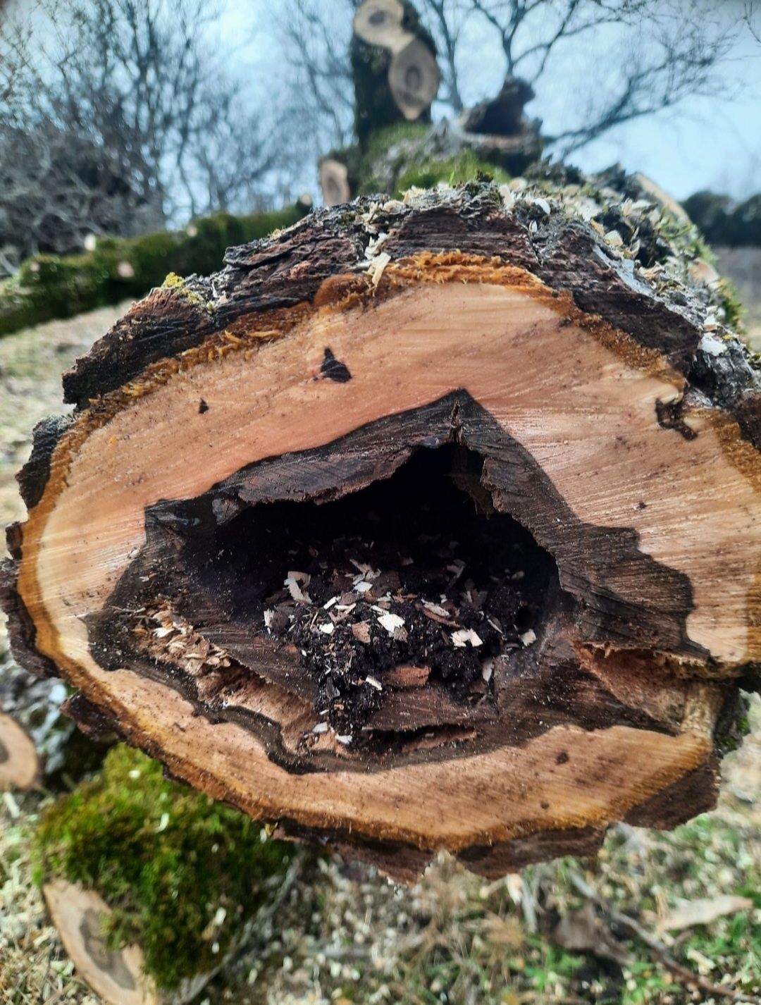 Rondele de nuc  sau alte esente / lemn, fosne de nuc,  mese lemn nuc