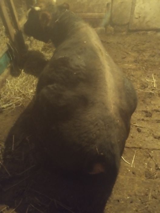 Бука сатылады бордакы