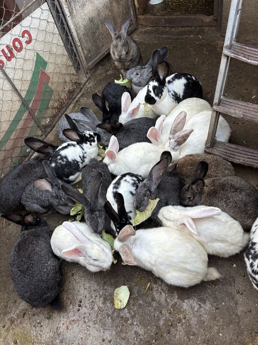 Vând iepuri, doar femele pentru reproducție sau de tăiat