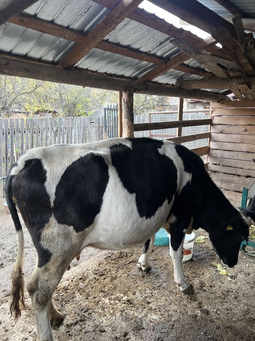 Vand vaca buna de tinut gestanta in 8 luni