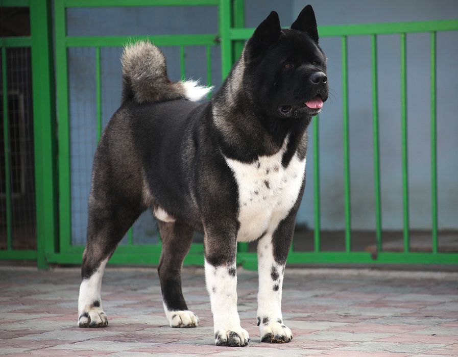 Акита кобель для вязки