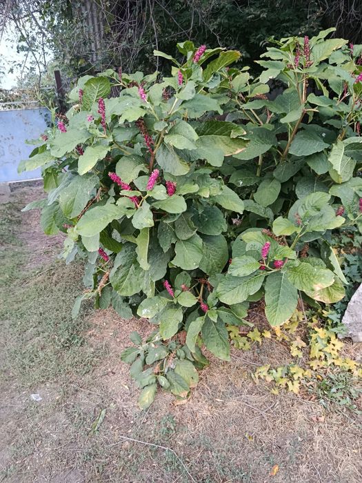 Обрезка плодовых деревьев